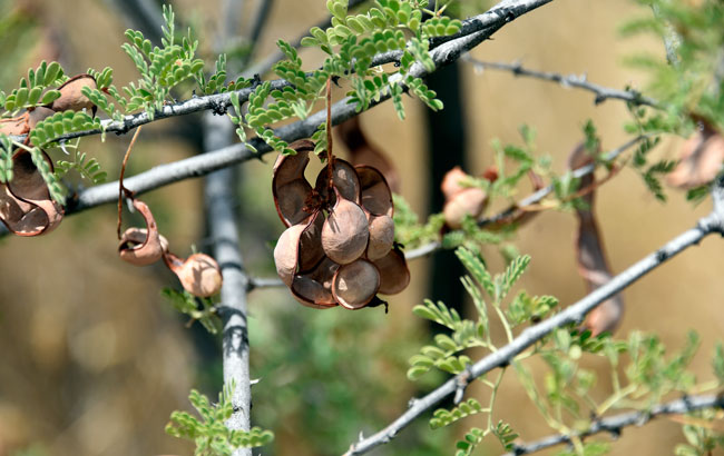 Legume Fruit; Acacia greggii, Catclaw Acacia, Southwest Desert Flora Acacia greggii, Catclaw Acacia, Southwest Desert Flora